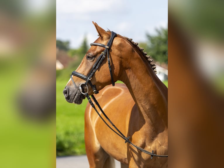 Plus de poneys/petits chevaux Hongre 5 Ans 148 cm Alezan in Bad Bentheim