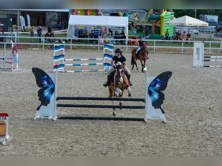 Plus de poneys/petits chevaux Croisé Hongre 5 Ans 148 cm Léopard in Gietrzwałd
