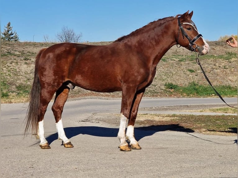Plus de poneys/petits chevaux Hongre 5 Ans 150 cm Alezan in Rechnitz