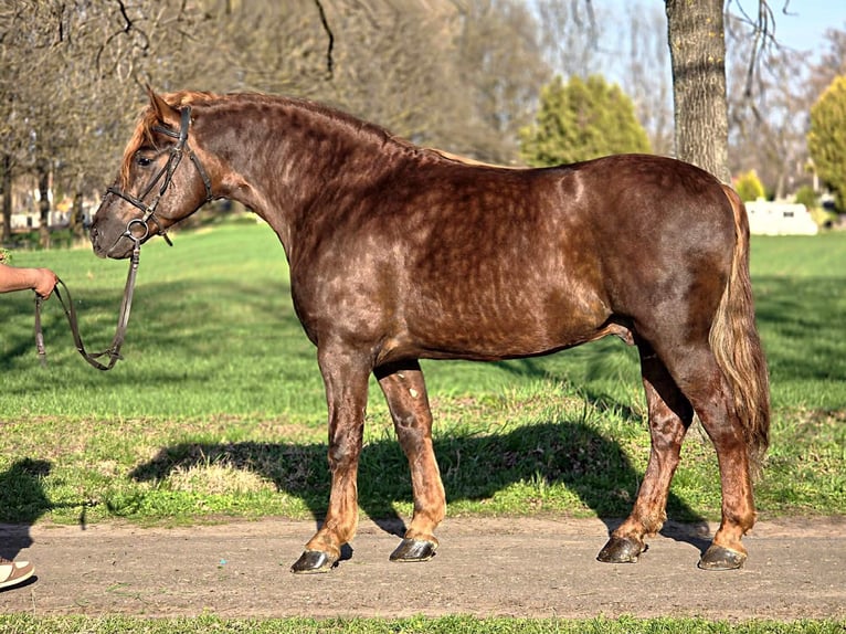 Plus de poneys/petits chevaux Hongre 5 Ans 150 cm Bai in Békéscsaba