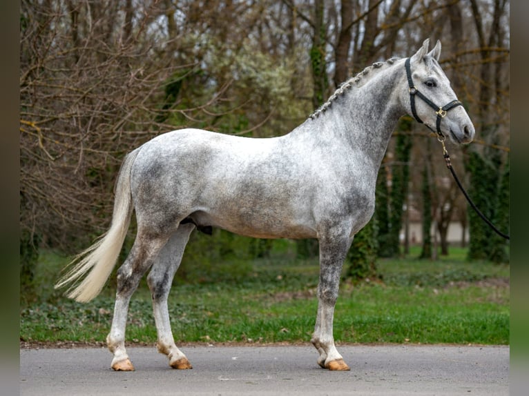 Plus de poneys/petits chevaux Hongre 5 Ans 150 cm Gris pommelé in Békéscsaba