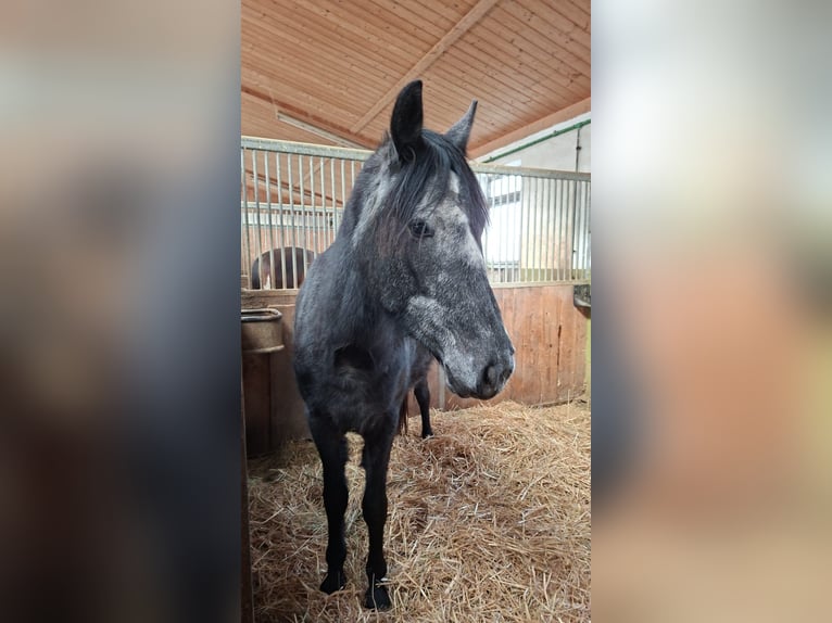 Plus de poneys/petits chevaux Croisé Hongre 5 Ans 150 cm Rouan bleu in Osterburken