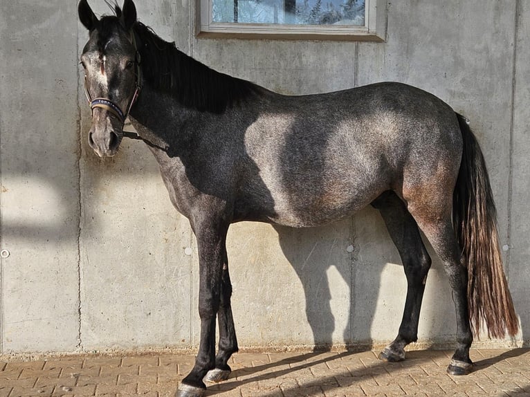 Plus de poneys/petits chevaux Croisé Hongre 5 Ans 150 cm Rouan bleu in Osterburken