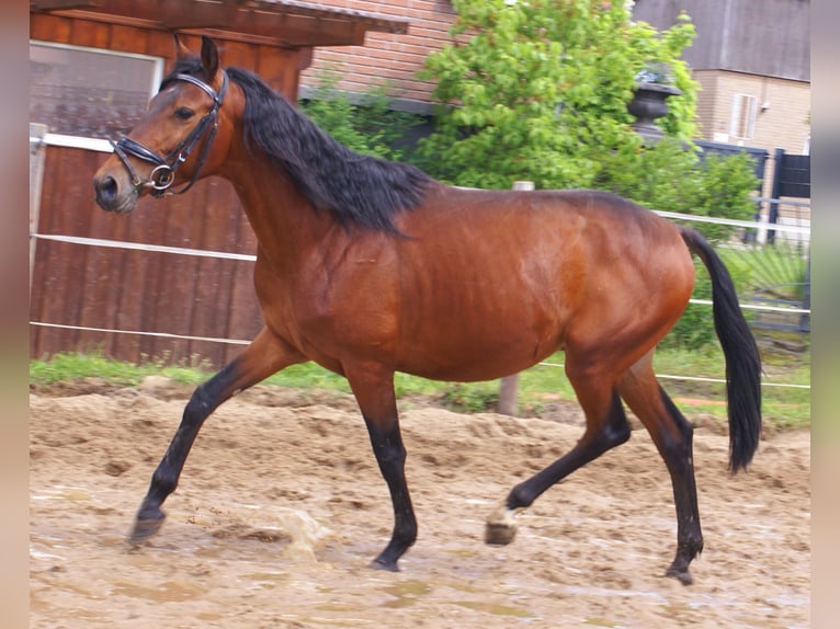 Plus de poneys/petits chevaux Hongre 5 Ans 152 cm Bai in Velpke
