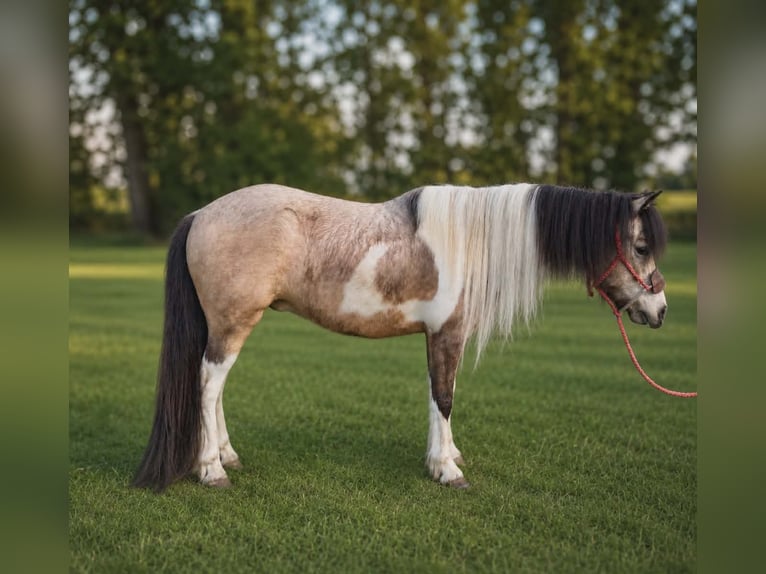 Plus de poneys/petits chevaux Hongre 5 Ans 152 cm Pinto in Whitesboro