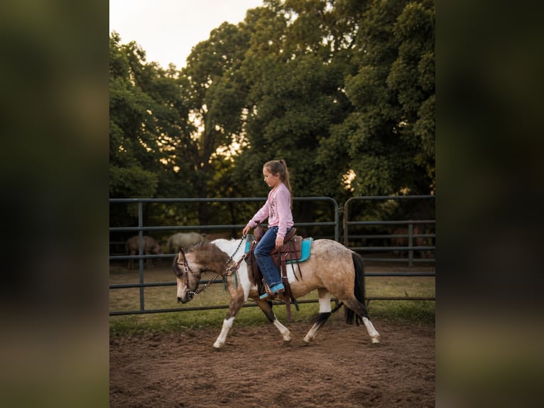 Plus de poneys/petits chevaux Hongre 5 Ans 152 cm Pinto in Whitesboro