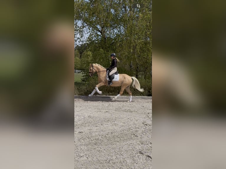 Plus de poneys/petits chevaux Hongre 5 Ans 153 cm Palomino in Kicin