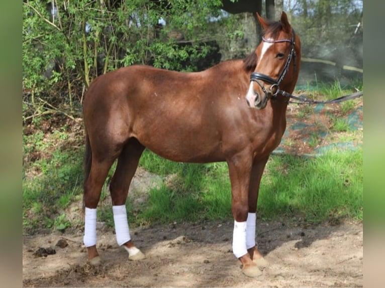 Plus de poneys/petits chevaux Hongre 5 Ans 154 cm Alezan brûlé in Wachtendonk