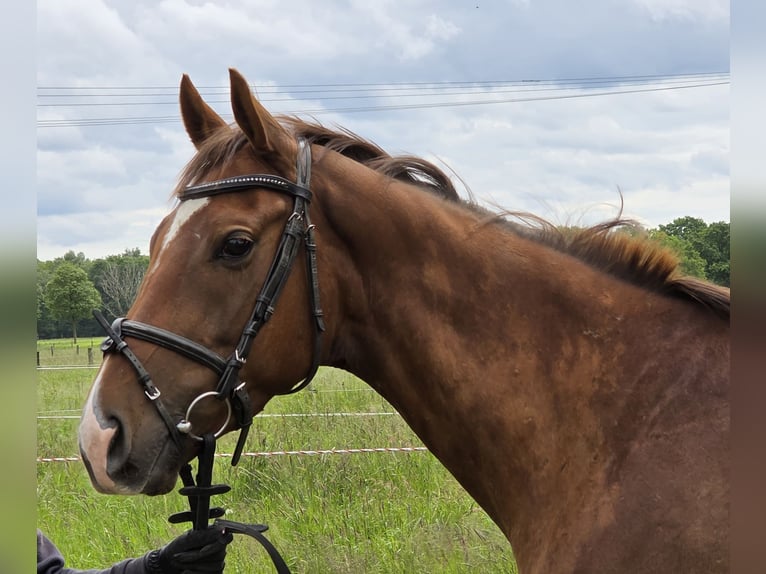Plus de poneys/petits chevaux Hongre 5 Ans 154 cm Alezan brûlé in Wachtendonk