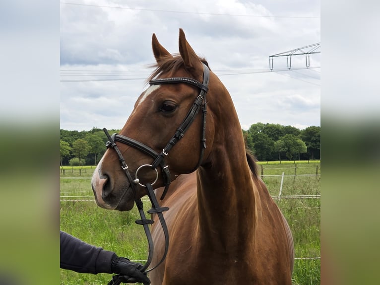 Plus de poneys/petits chevaux Hongre 5 Ans 154 cm Alezan brûlé in Wachtendonk