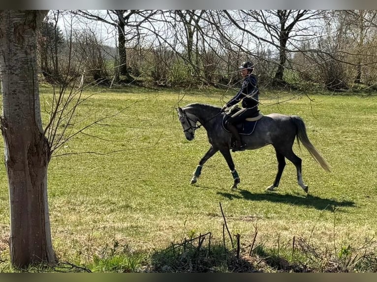 Plus de poneys/petits chevaux Hongre 5 Ans 154 cm  in Rickling
