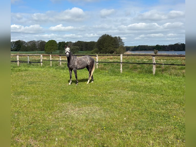 Plus de poneys/petits chevaux Hongre 5 Ans 154 cm  in Rickling