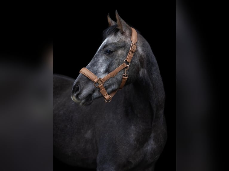 Plus de poneys/petits chevaux Hongre 5 Ans 154 cm  in Rickling