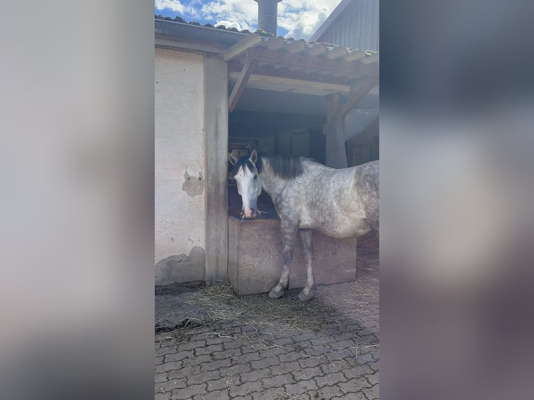 Plus de poneys/petits chevaux Croisé Hongre 5 Ans 154 cm Gris pommelé in Schopfheim