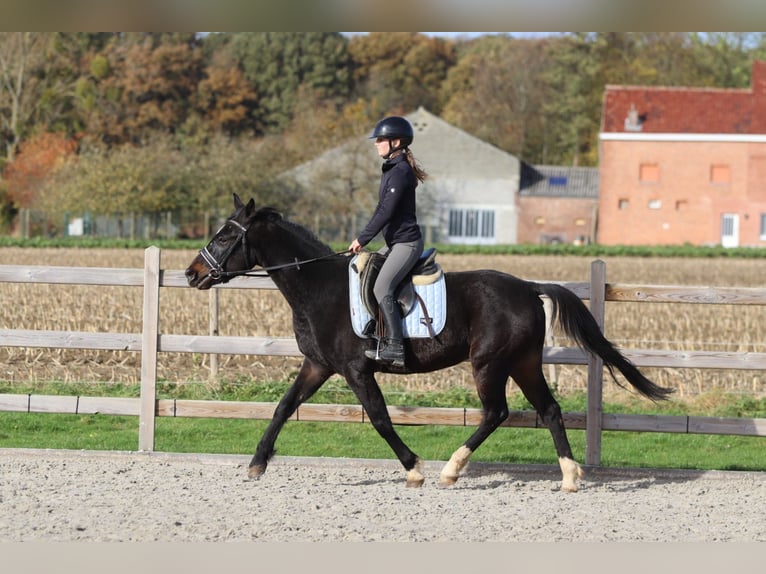 Plus de poneys/petits chevaux Hongre 5 Ans 154 cm Noir in Bogaarden
