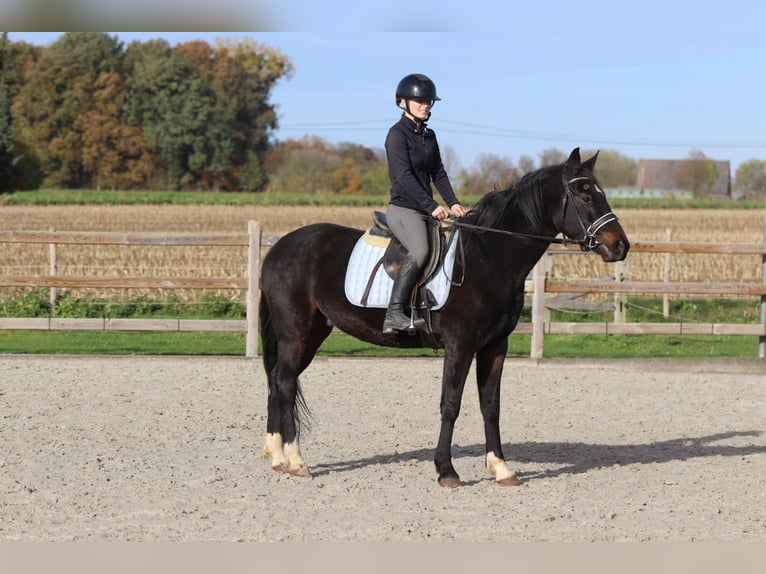 Plus de poneys/petits chevaux Hongre 5 Ans 154 cm Noir in Bogaarden