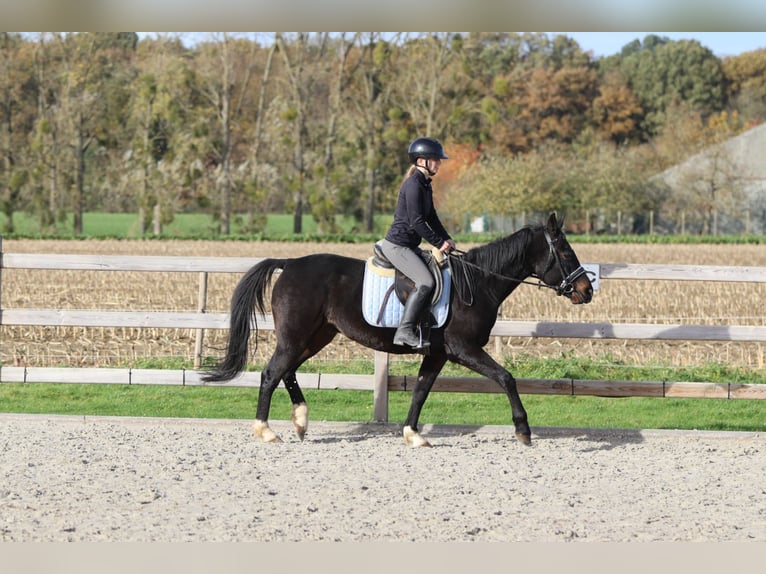 Plus de poneys/petits chevaux Hongre 5 Ans 154 cm Noir in Bogaarden