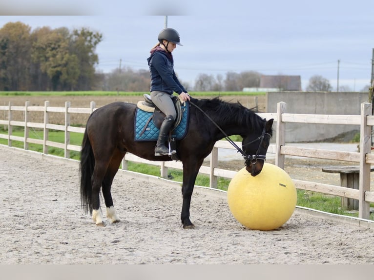 Plus de poneys/petits chevaux Hongre 5 Ans 154 cm Noir in Bogaarden
