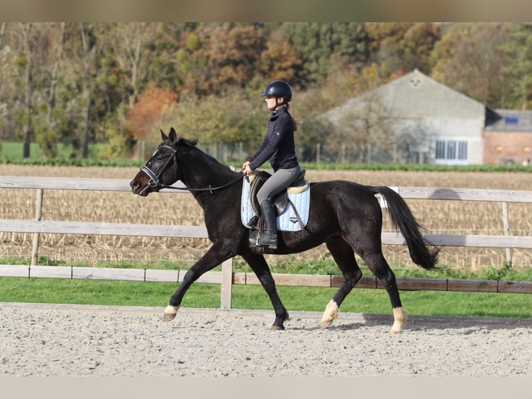 Plus de poneys/petits chevaux Hongre 5 Ans 154 cm Noir in Bogaarden
