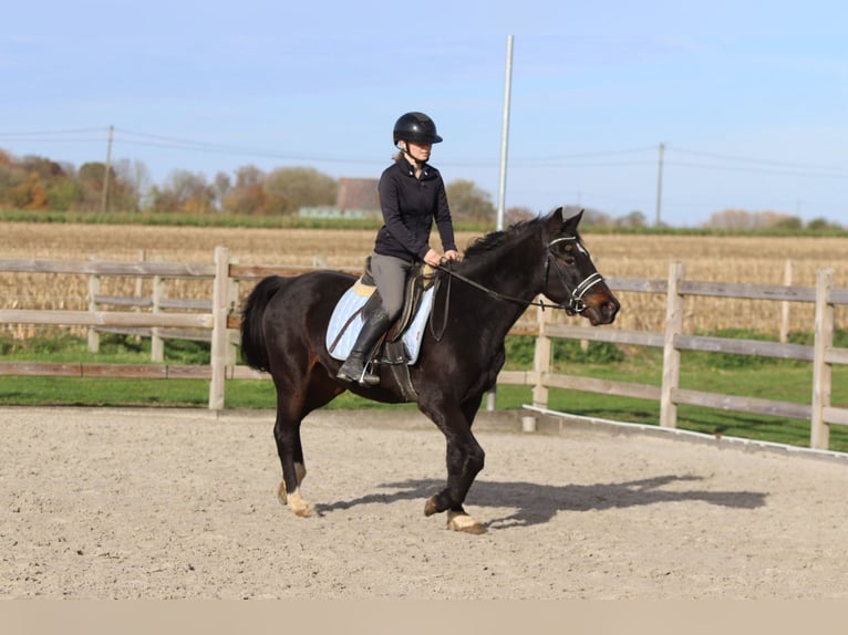 Plus de poneys/petits chevaux Hongre 5 Ans 154 cm Noir in Bogaarden