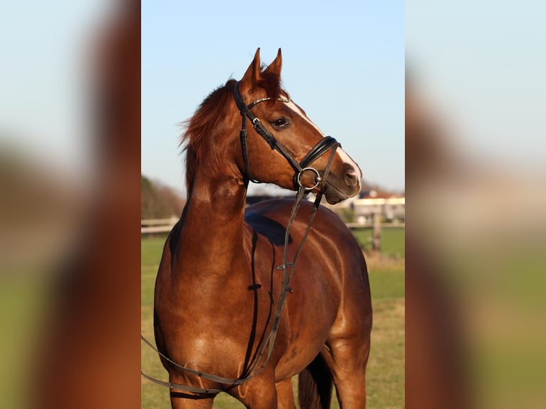 Plus de poneys/petits chevaux Croisé Hongre 5 Ans 155 cm Alezan in Dortmund