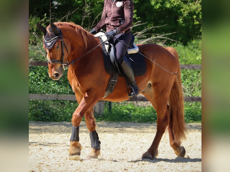 Plus de poneys/petits chevaux Croisé Hongre 5 Ans 155 cm Alezan in Neuenkirchen