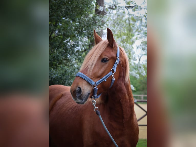 Plus de poneys/petits chevaux Croisé Hongre 5 Ans 155 cm Alezan in Neuenkirchen