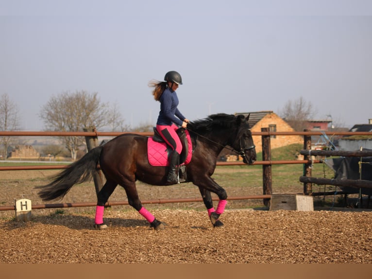 Plus de poneys/petits chevaux Croisé Hongre 5 Ans 155 cm Noir in Hohenruppersddorf