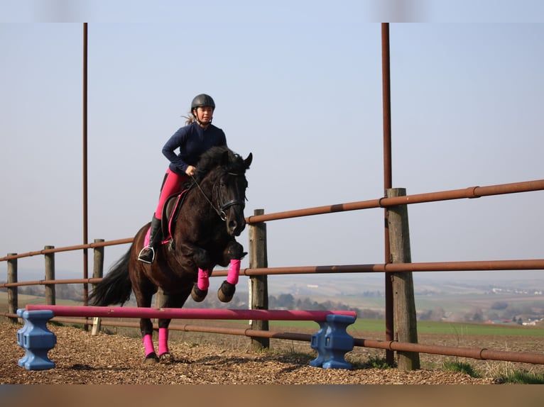 Plus de poneys/petits chevaux Croisé Hongre 5 Ans 155 cm Noir in Hohenruppersddorf