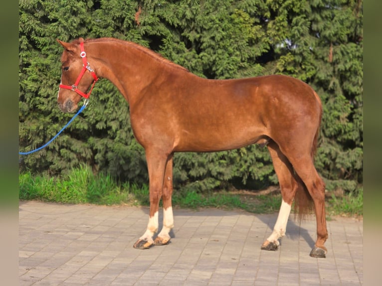 Plus de poneys/petits chevaux Hongre 5 Ans 157 cm Alezan in Békéscsaba