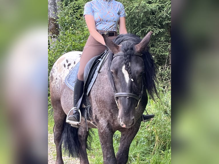 Plus de poneys/petits chevaux Hongre 5 Ans 159 cm Léopard in Ursensollen