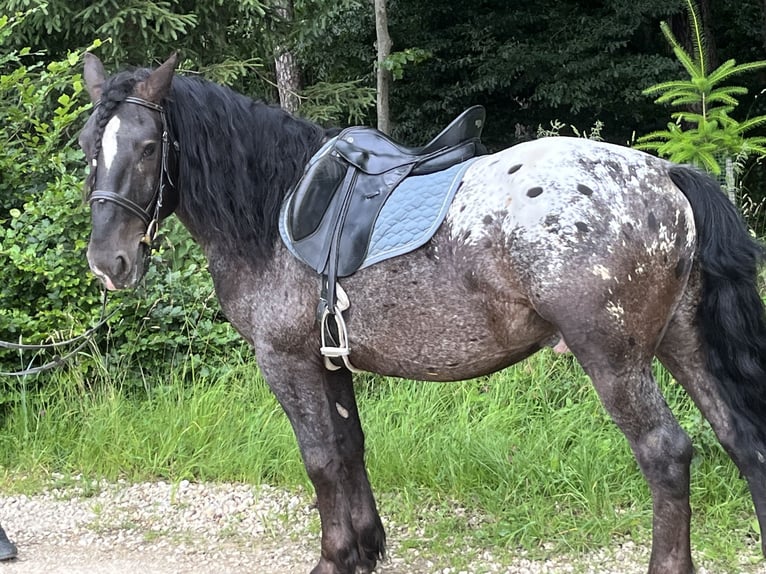 Plus de poneys/petits chevaux Hongre 5 Ans 159 cm Léopard in Ursensollen