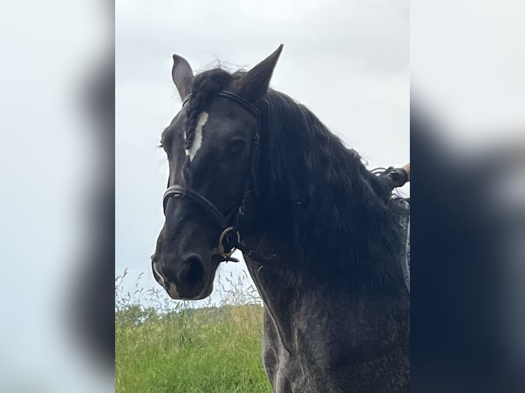Plus de poneys/petits chevaux Hongre 5 Ans 159 cm Léopard in Ursensollen