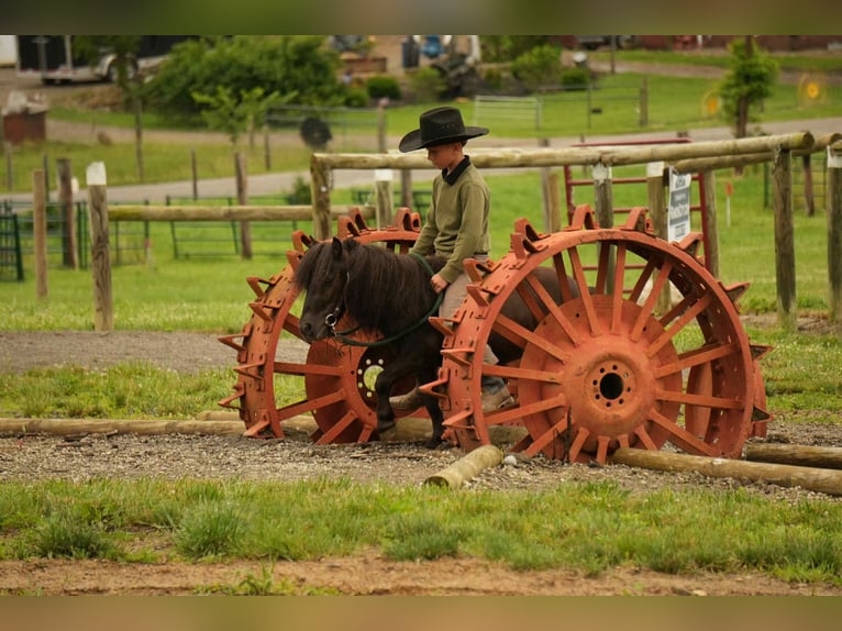 Plus de poneys/petits chevaux Hongre 5 Ans 81 cm Noir in Fresno, OH
