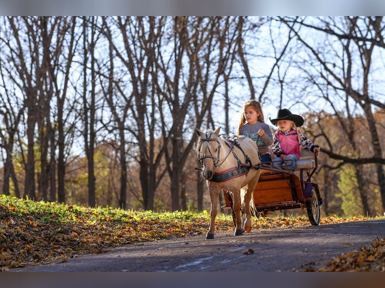 Plus de poneys/petits chevaux Hongre 5 Ans 86 cm Palomino in Sedalia