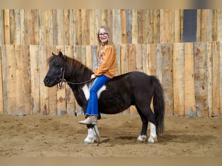 Plus de poneys/petits chevaux Hongre 5 Ans 86 cm Pinto in Corsica