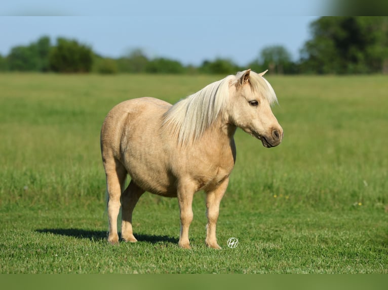 Plus de poneys/petits chevaux Hongre 5 Ans 89 cm Palomino in Buffalo