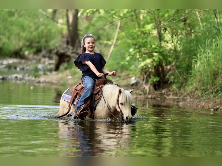 Plus de poneys/petits chevaux Hongre 5 Ans 89 cm Palomino in Buffalo