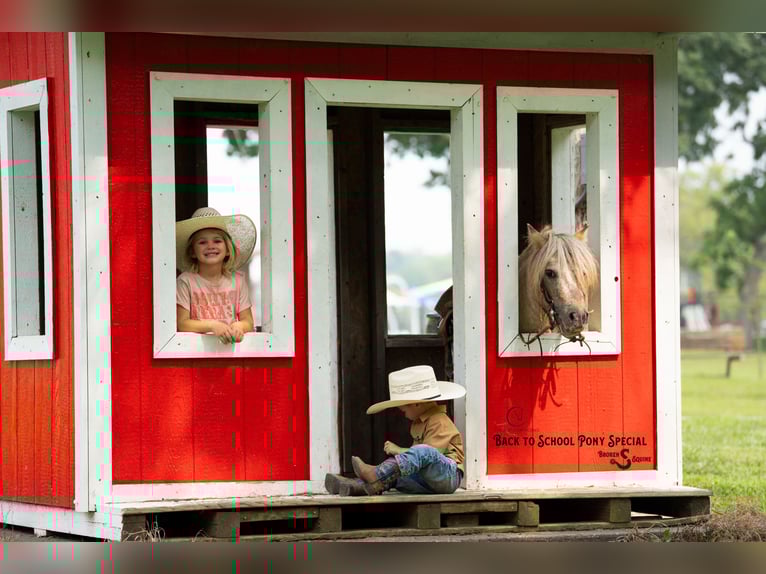 Plus de poneys/petits chevaux Hongre 5 Ans 91 cm in Clover