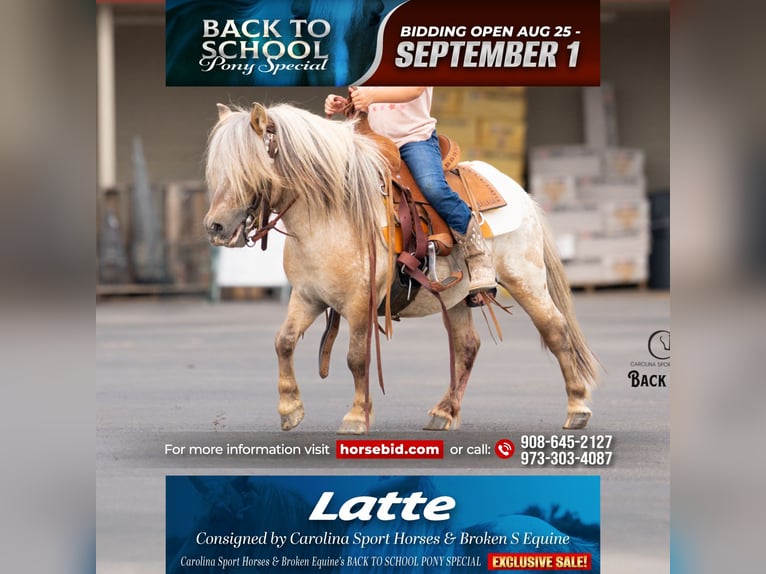 Plus de poneys/petits chevaux Hongre 5 Ans 91 cm in Clover