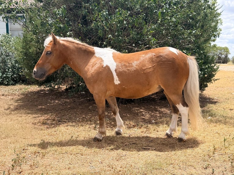 Plus de poneys/petits chevaux Hongre 5 Ans 91 cm Pinto in Canyon