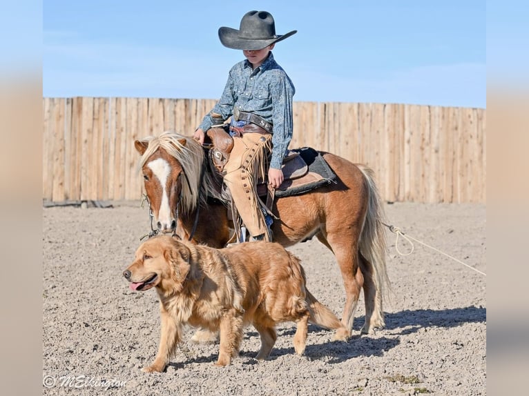 Plus de poneys/petits chevaux Hongre 5 Ans 97 cm Alezan cuivré in Rigby