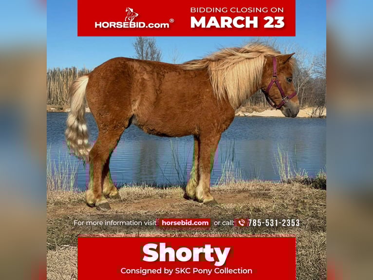 Plus de poneys/petits chevaux Hongre 5 Ans 97 cm Alezan cuivré in Canyon