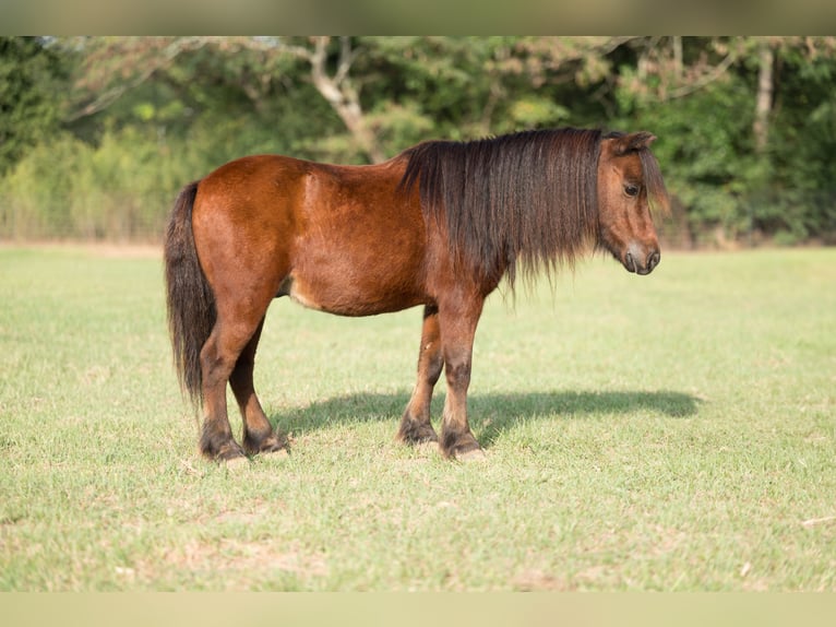 Plus de poneys/petits chevaux Hongre 5 Ans 97 cm Bai cerise in Bloomburg