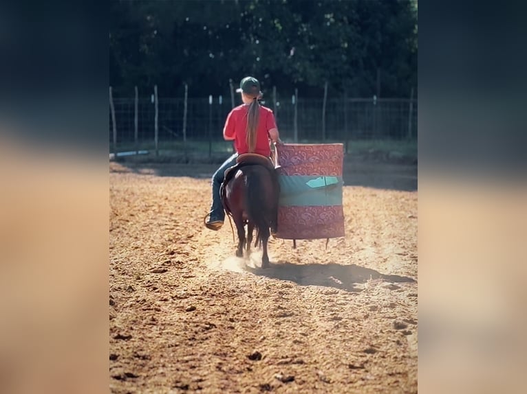 Plus de poneys/petits chevaux Hongre 5 Ans 97 cm Bai cerise in Bloomburg