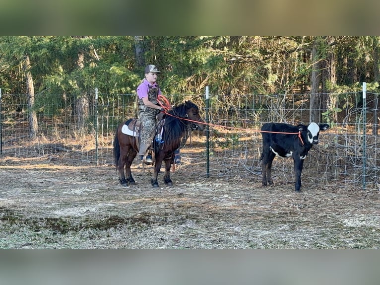 Plus de poneys/petits chevaux Hongre 5 Ans 97 cm Bai cerise in Bloomburg