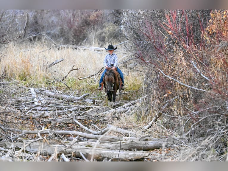 Plus de poneys/petits chevaux Hongre 5 Ans 99 cm Bai in Rigby