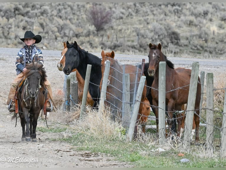Plus de poneys/petits chevaux Hongre 5 Ans 99 cm Bai in Rigby