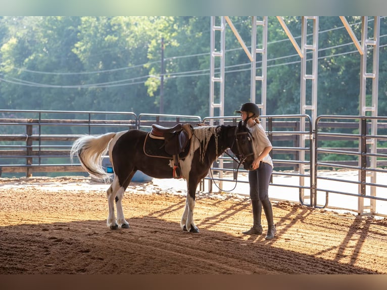 Plus de poneys/petits chevaux Hongre 5 Ans Pinto in Clover