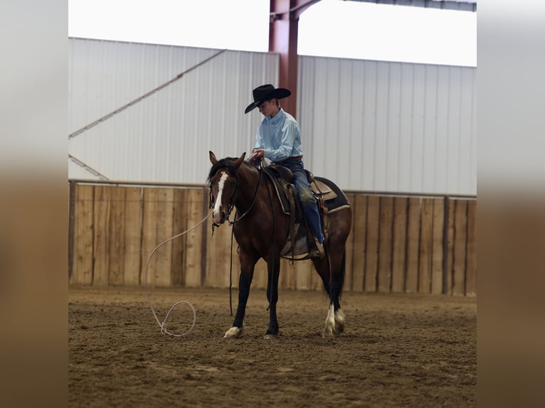 Plus de poneys/petits chevaux Hongre 5 Ans Pinto in Jay